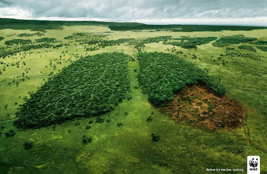 wwf.ru