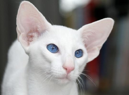 Почему белые кошки глухие и вовсе не белые?